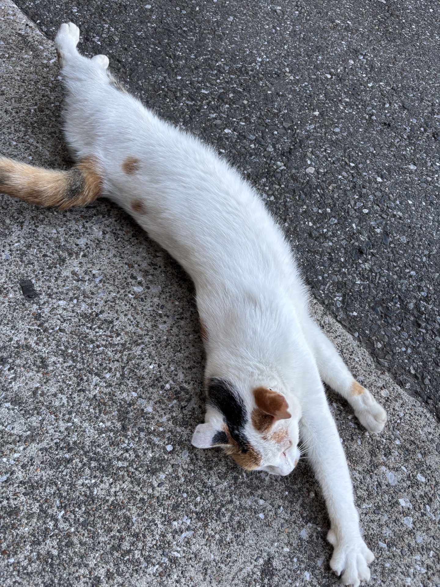 今日の猫さん